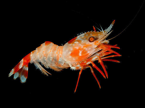 รูปกุ้ง